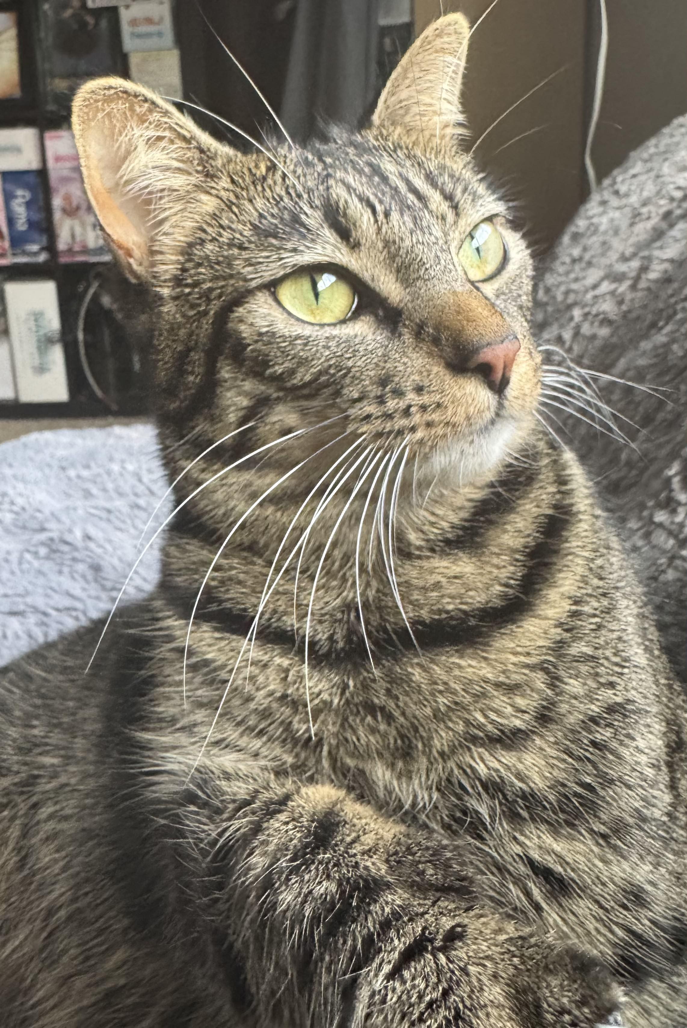 Lucy, a ADOPTABLE Tabby in San Francisco, CA image 6/6