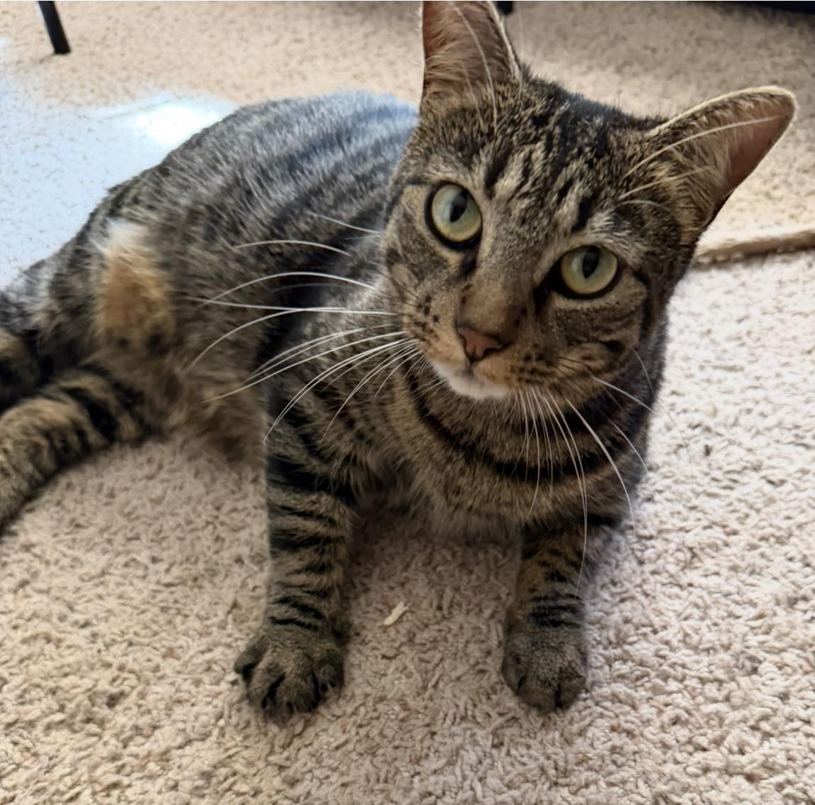 Lucy, a ADOPTABLE Tabby in San Francisco, CA image 3/6