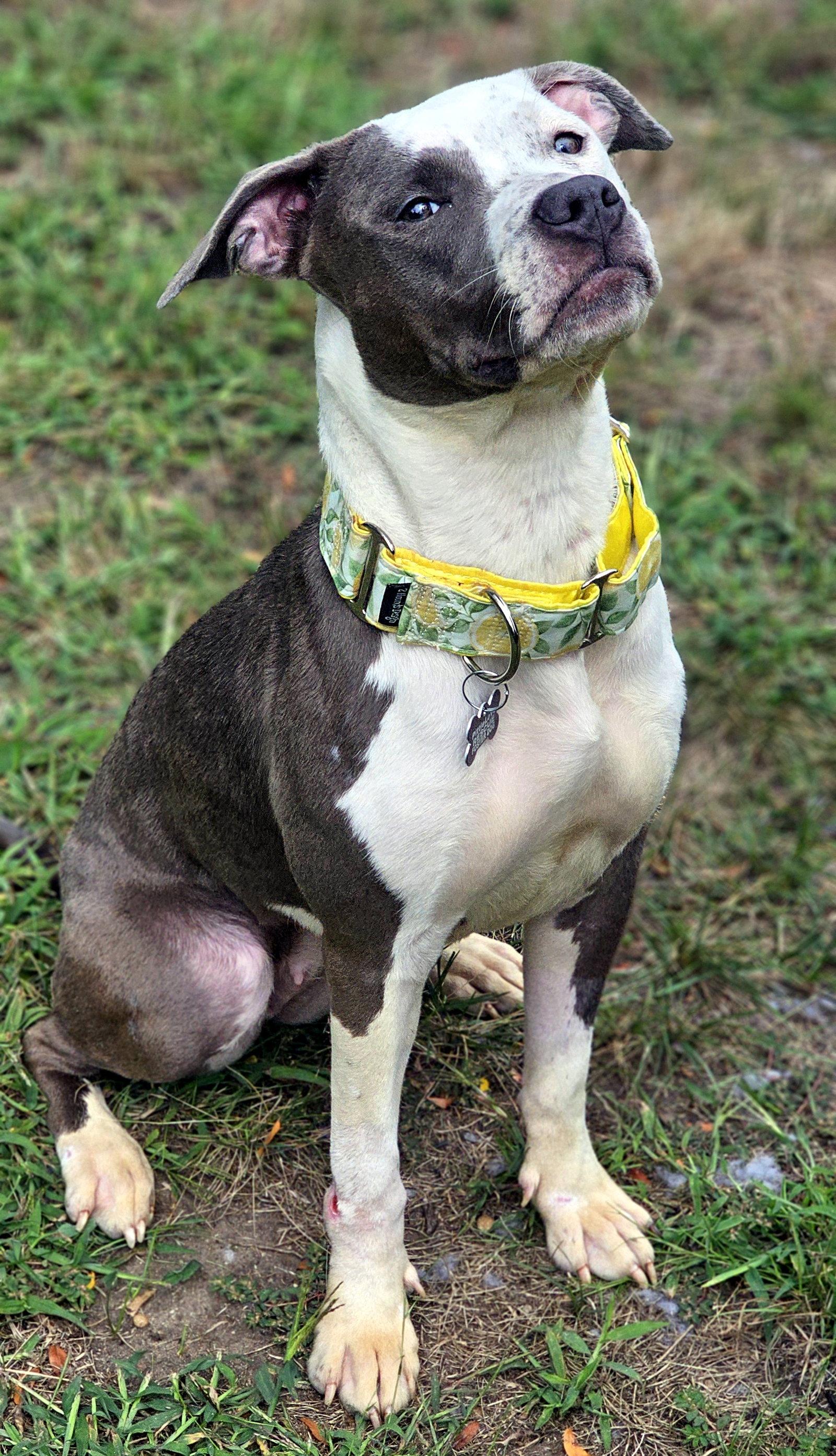 Darling, Adoptable, Young Female Pit Bull Terrier.