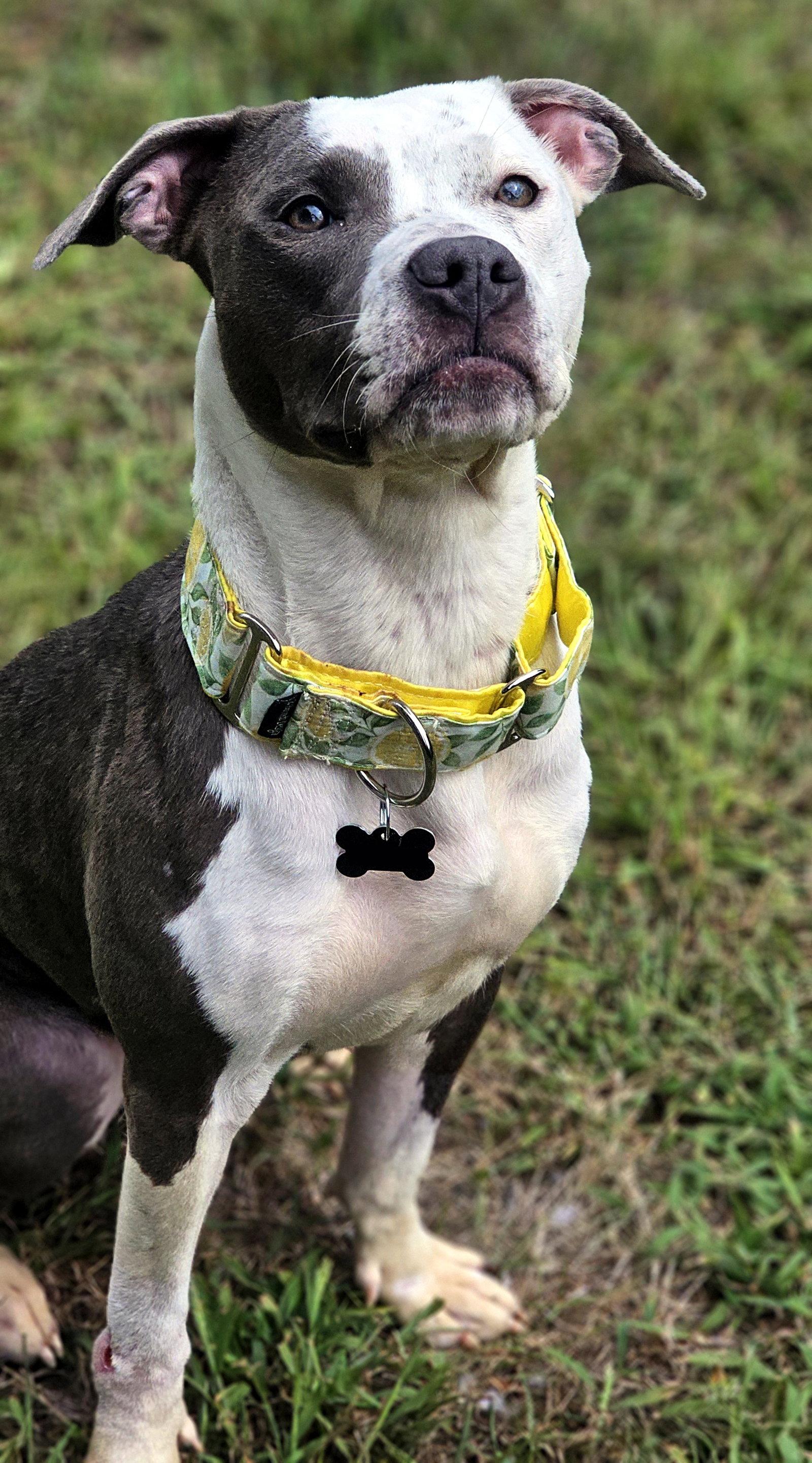 Enlarge Darling, a Adoptable Pit Bull Terrier in Framingham, MA image 2/3