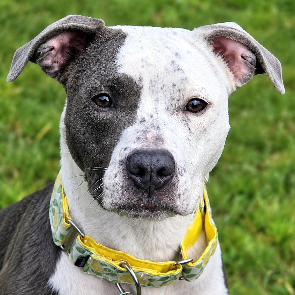Enlarge Darling, a Adoptable Pit Bull Terrier in Framingham, MA image 3/3