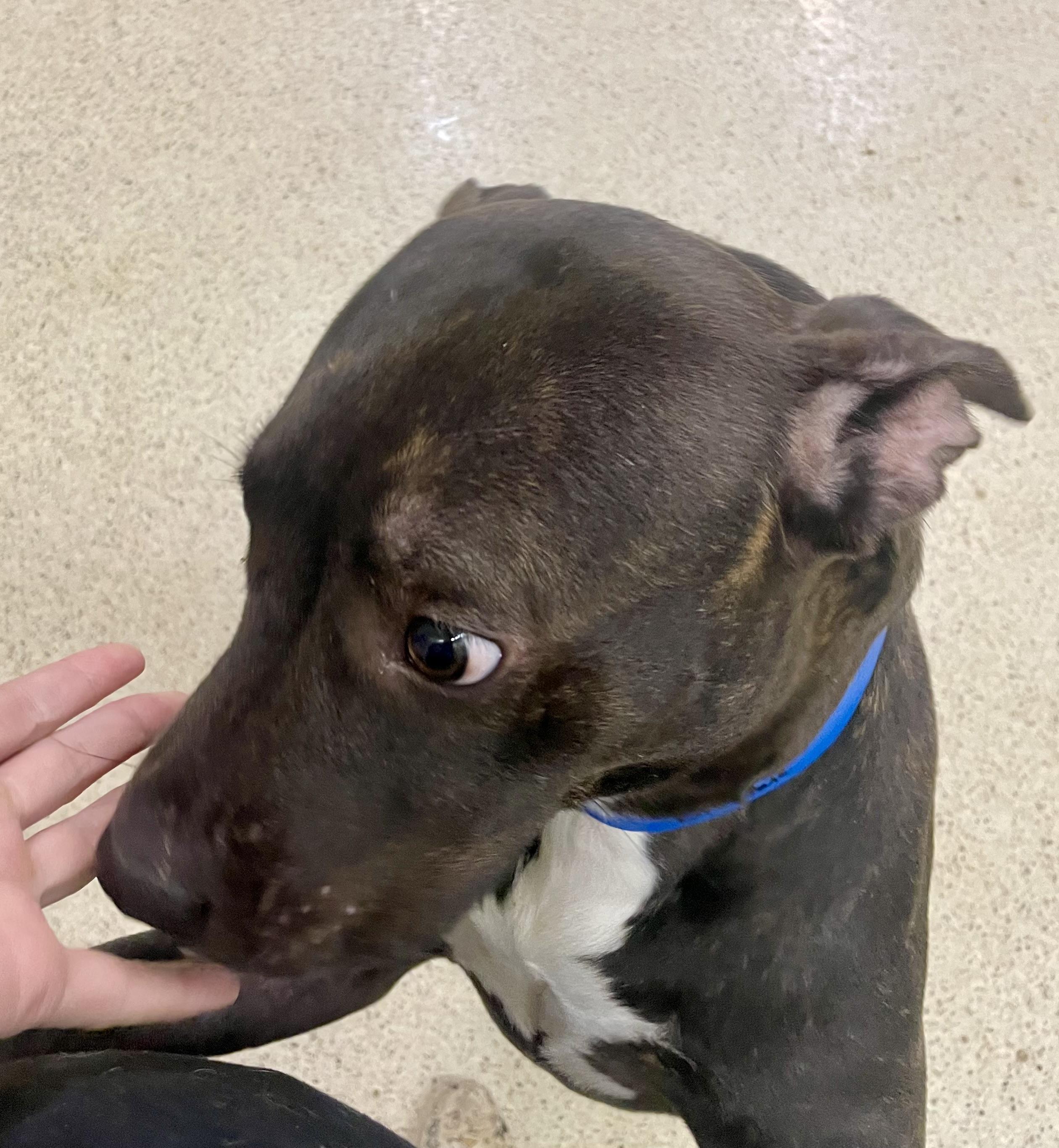 Enlarge Brownie, an adoptable mixed breed in Muncie, IN image 4/6