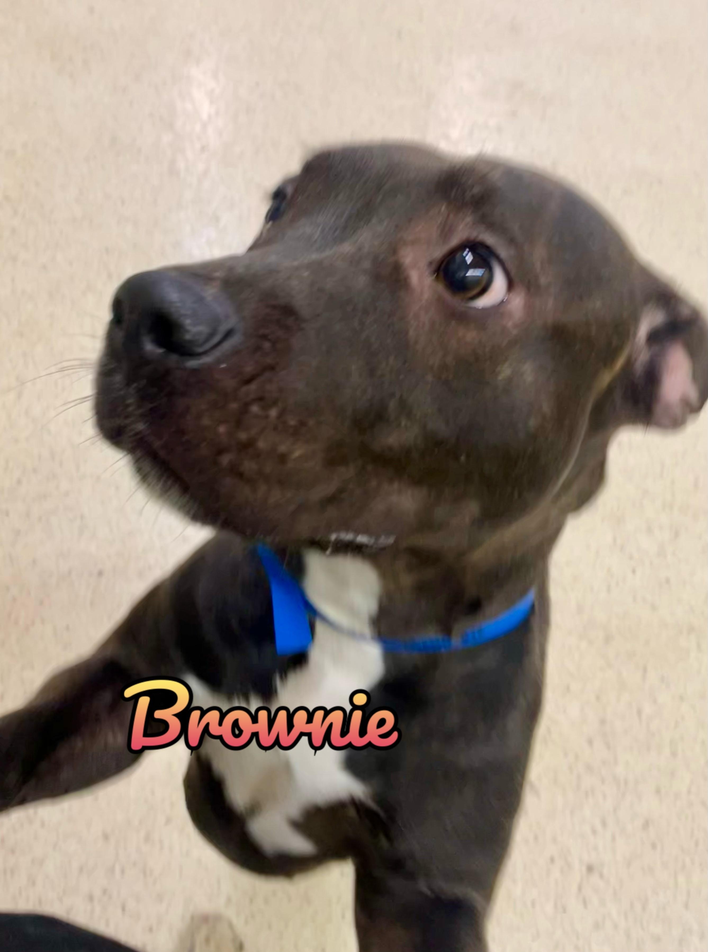 Enlarge Brownie, an adoptable mixed breed in Muncie, IN image 1/6