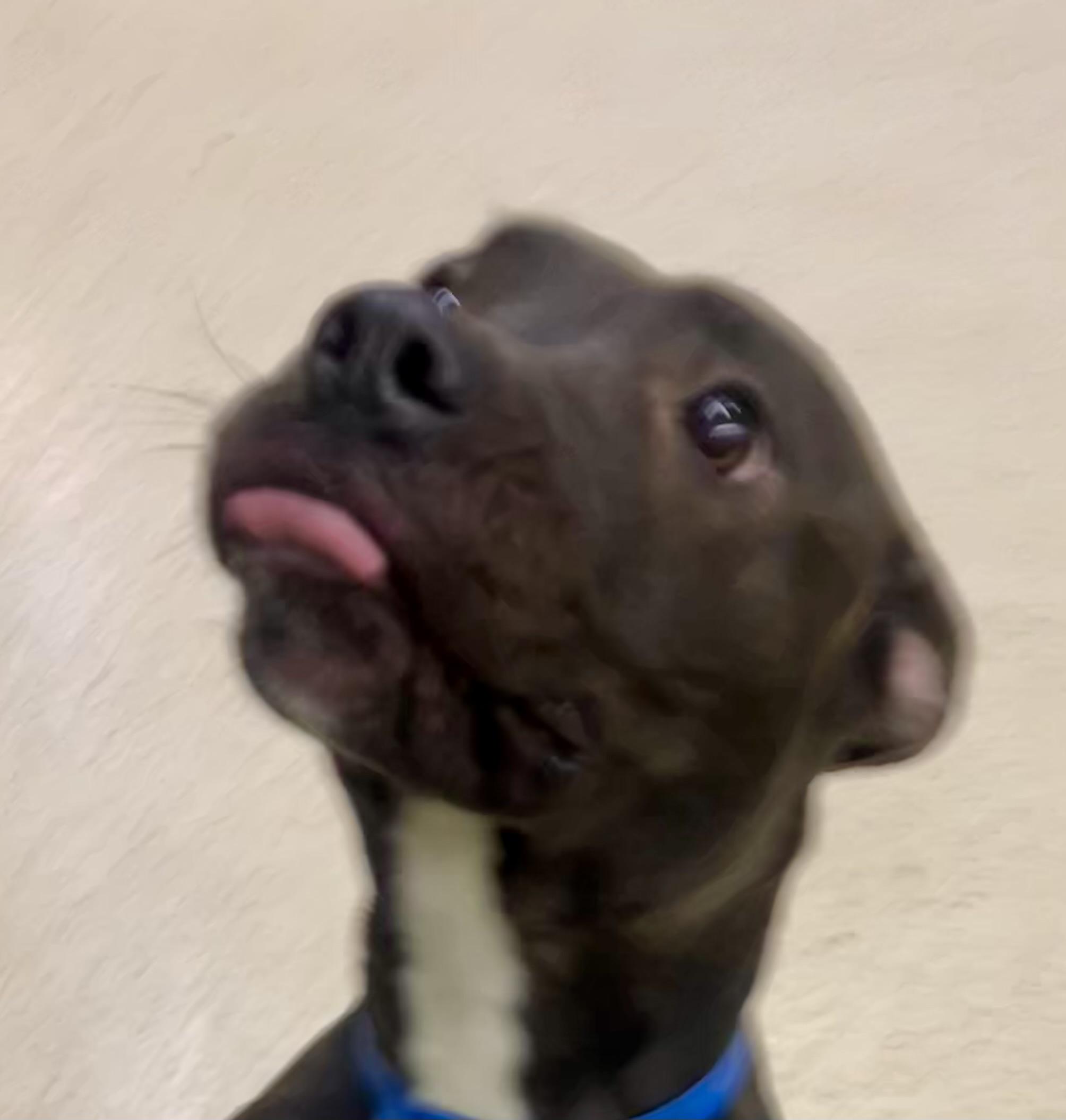 Enlarge Brownie, an adoptable mixed breed in Muncie, IN image 5/6