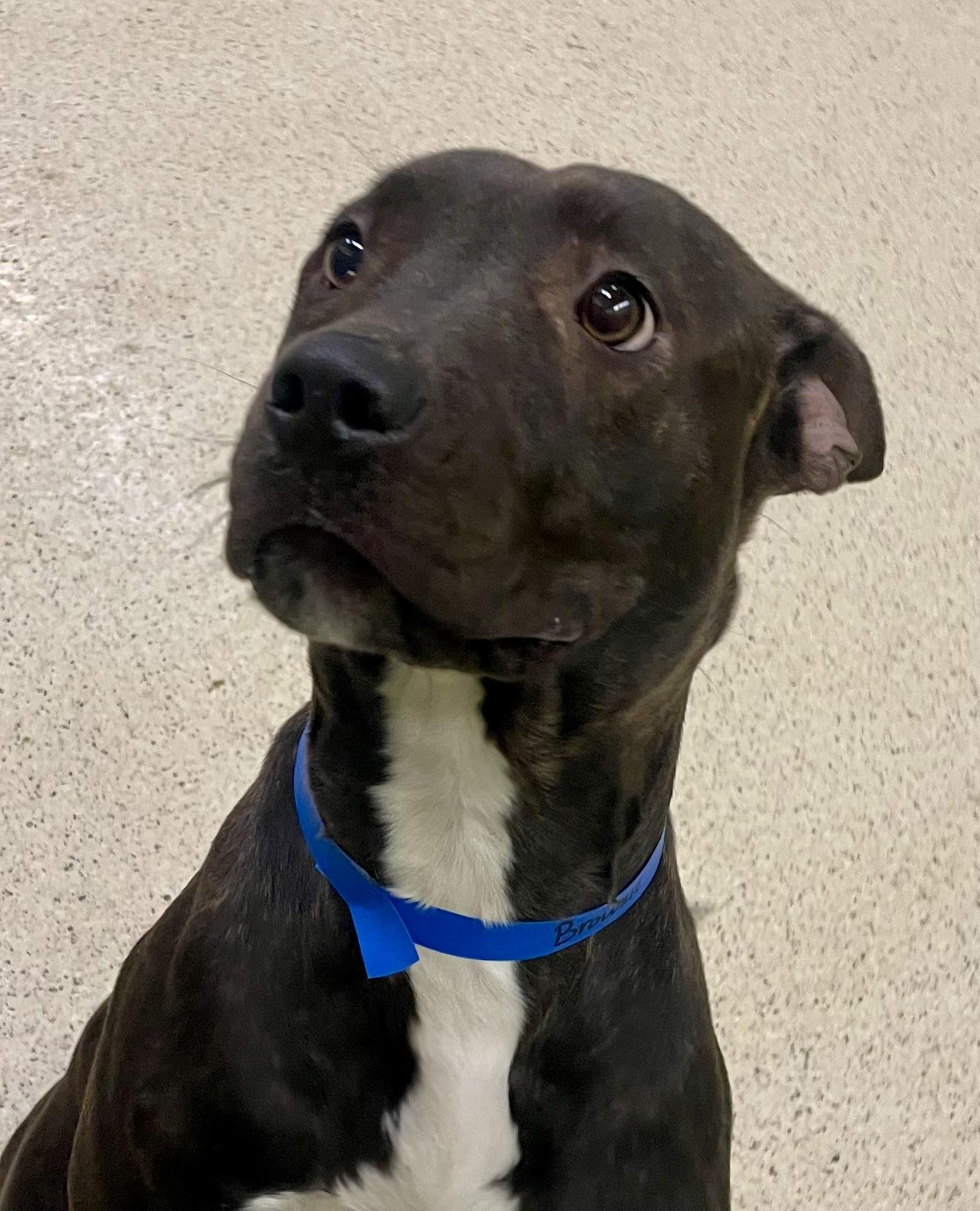 Enlarge Brownie, an adoptable mixed breed in Muncie, IN image 2/6