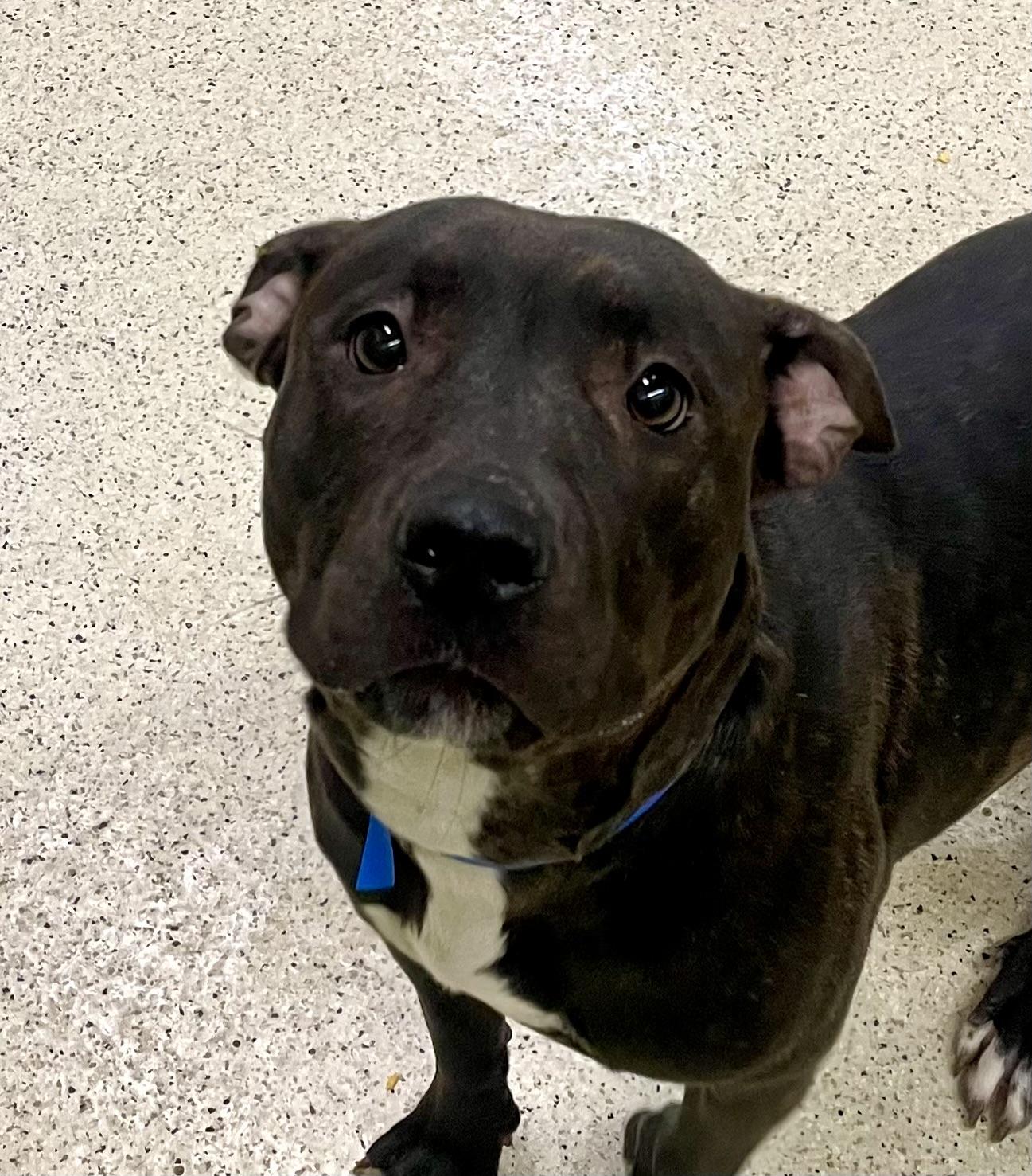Enlarge Brownie, an adoptable mixed breed in Muncie, IN image 3/6