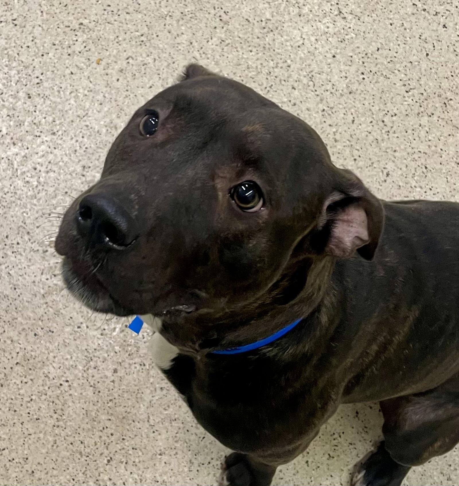 Enlarge Brownie, an adoptable mixed breed in Muncie, IN image 6/6