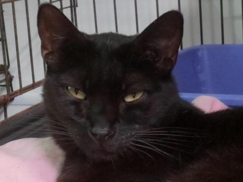 Wilbur II (Sponsored), Adoptable, Senior Male Domestic Short Hair.