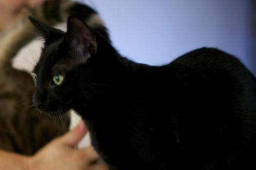 Wilbur II (Sponsored), Adoptable, Senior Male Domestic Short Hair.