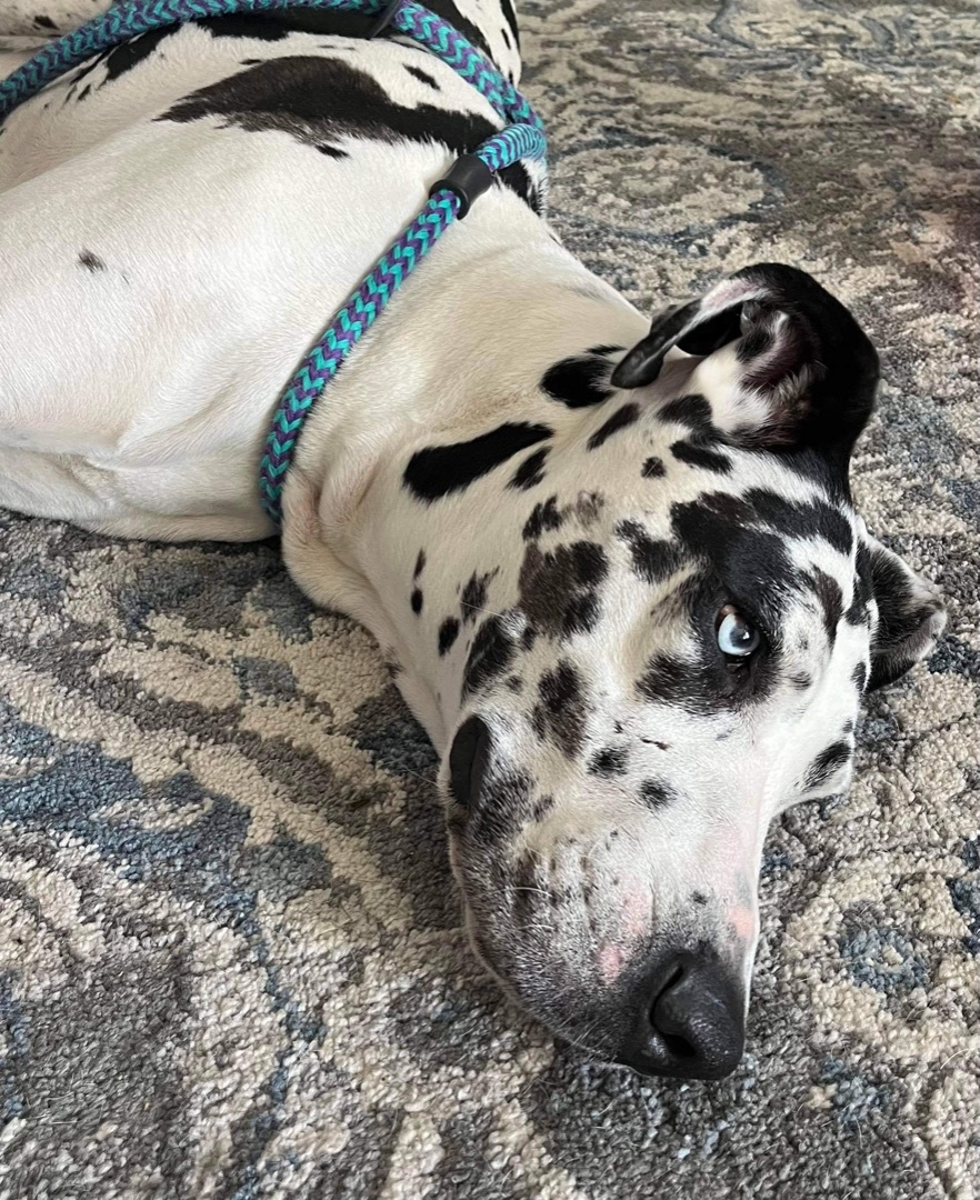 Piper, Adopted, Adult Female Great Dane.