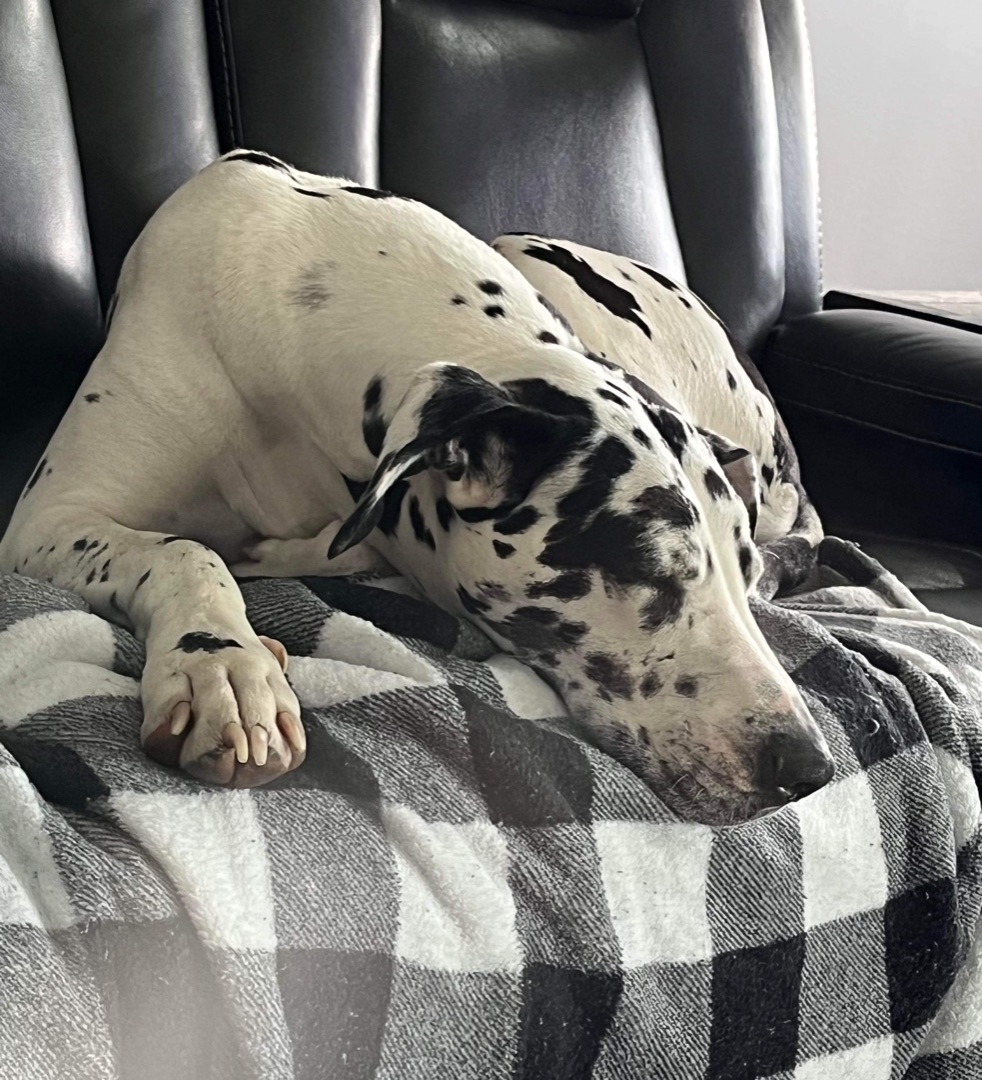 Piper, a Adopted Great Dane in Grand Blanc, MI image 2/10