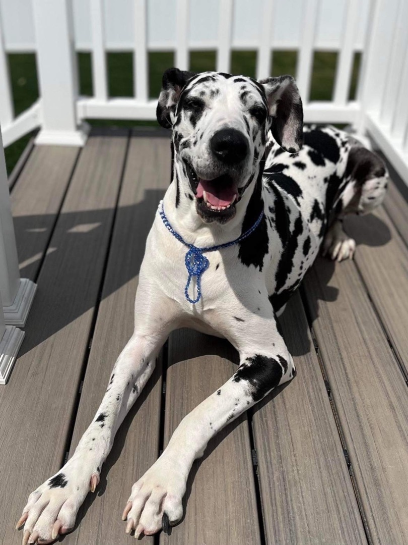 Piper, a Adopted Great Dane in Grand Blanc, MI image 3/10