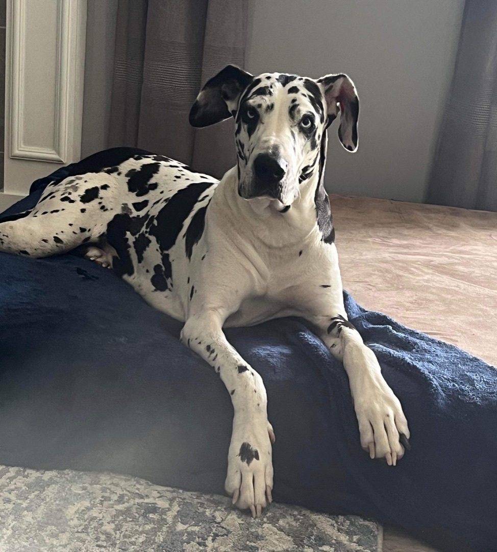 Piper, a Adopted Great Dane in Grand Blanc, MI image 4/10