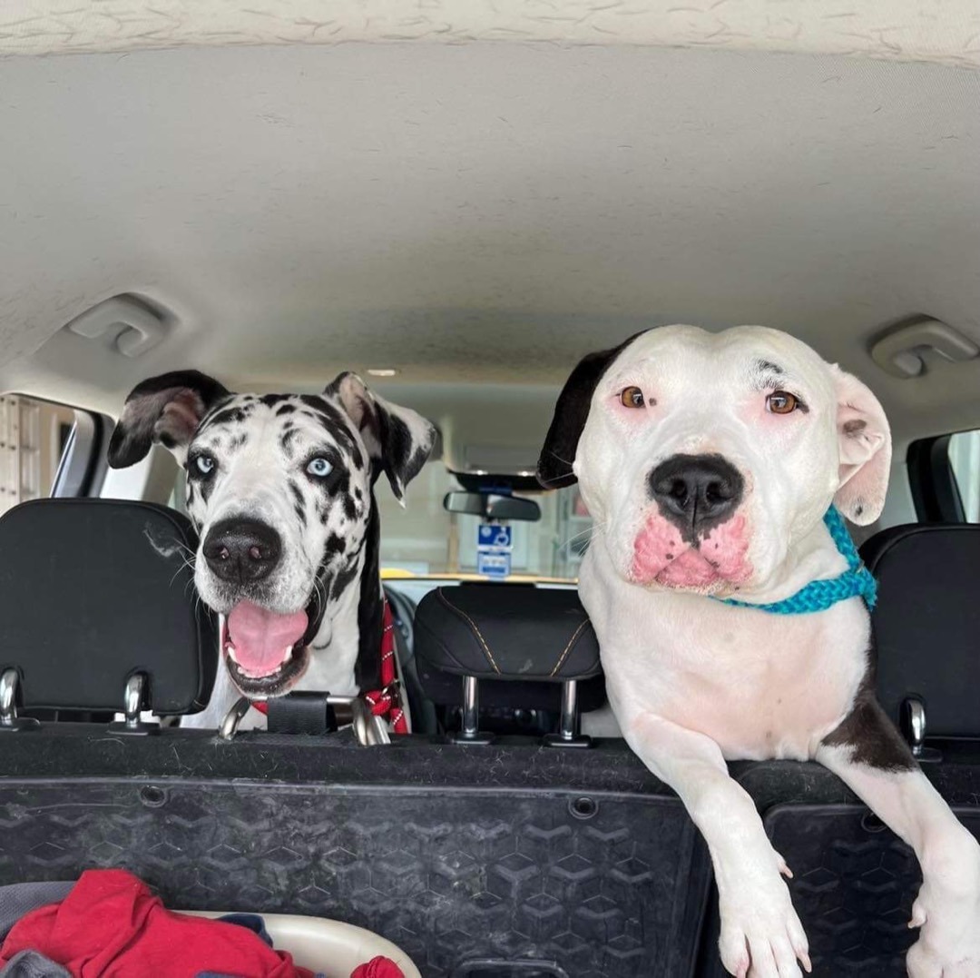 Piper, a Adopted Great Dane in Grand Blanc, MI image 5/10