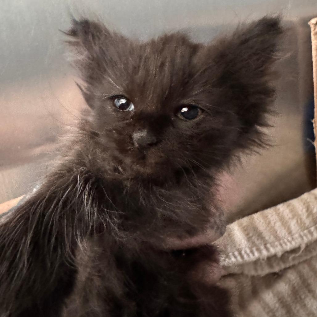 Wonder, a Adoptable Domestic Long Hair in Talent, OR image 2/6