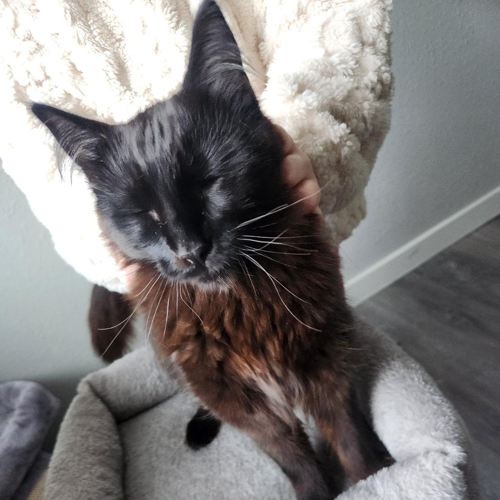 Wonder, a Adoptable Domestic Long Hair in Talent, OR image 3/6