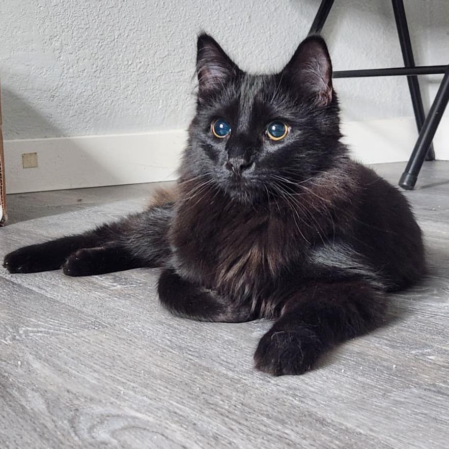 Wonder, a Adoptable Domestic Long Hair in Talent, OR image 4/6