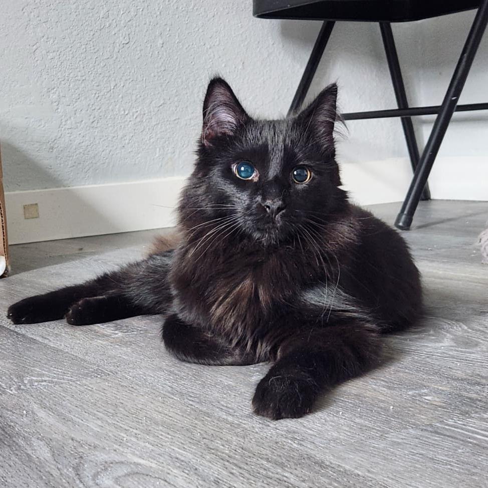 Wonder, a Adoptable Domestic Long Hair in Talent, OR image 5/6