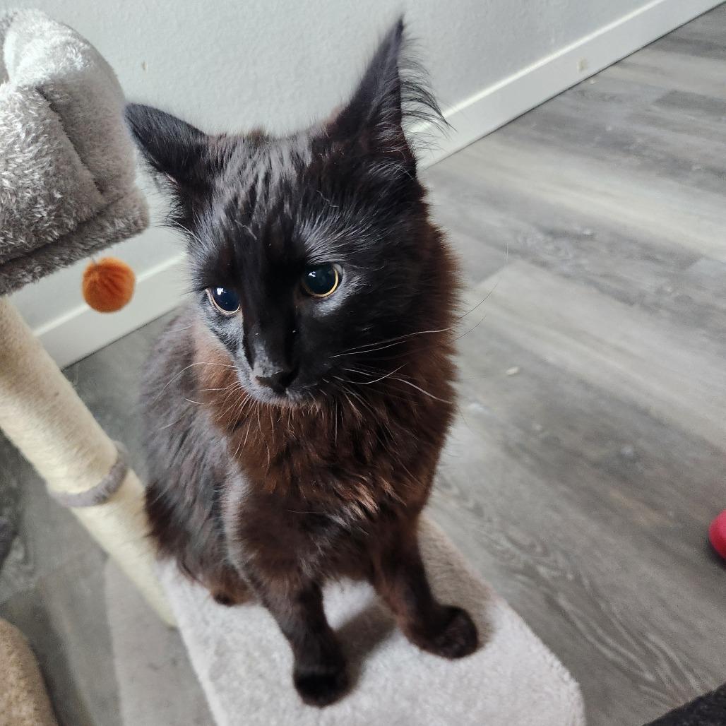 Wonder, a Adoptable Domestic Long Hair in Talent, OR image 6/6