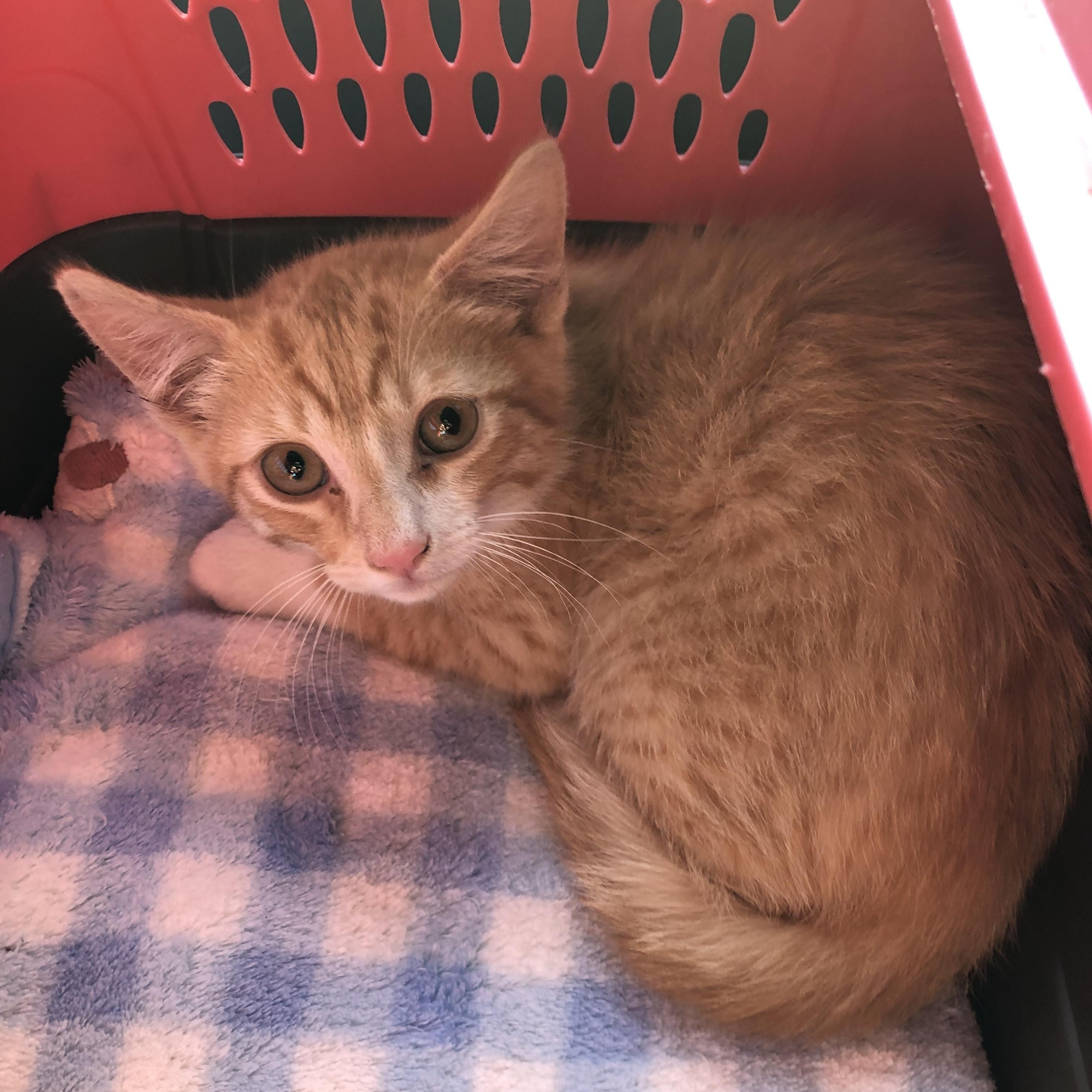 Henry, Adopted, Young Male Domestic Short Hair & Tabby.