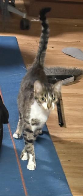 KATHLEEN, Adoptable, Young Female Domestic Short Hair.