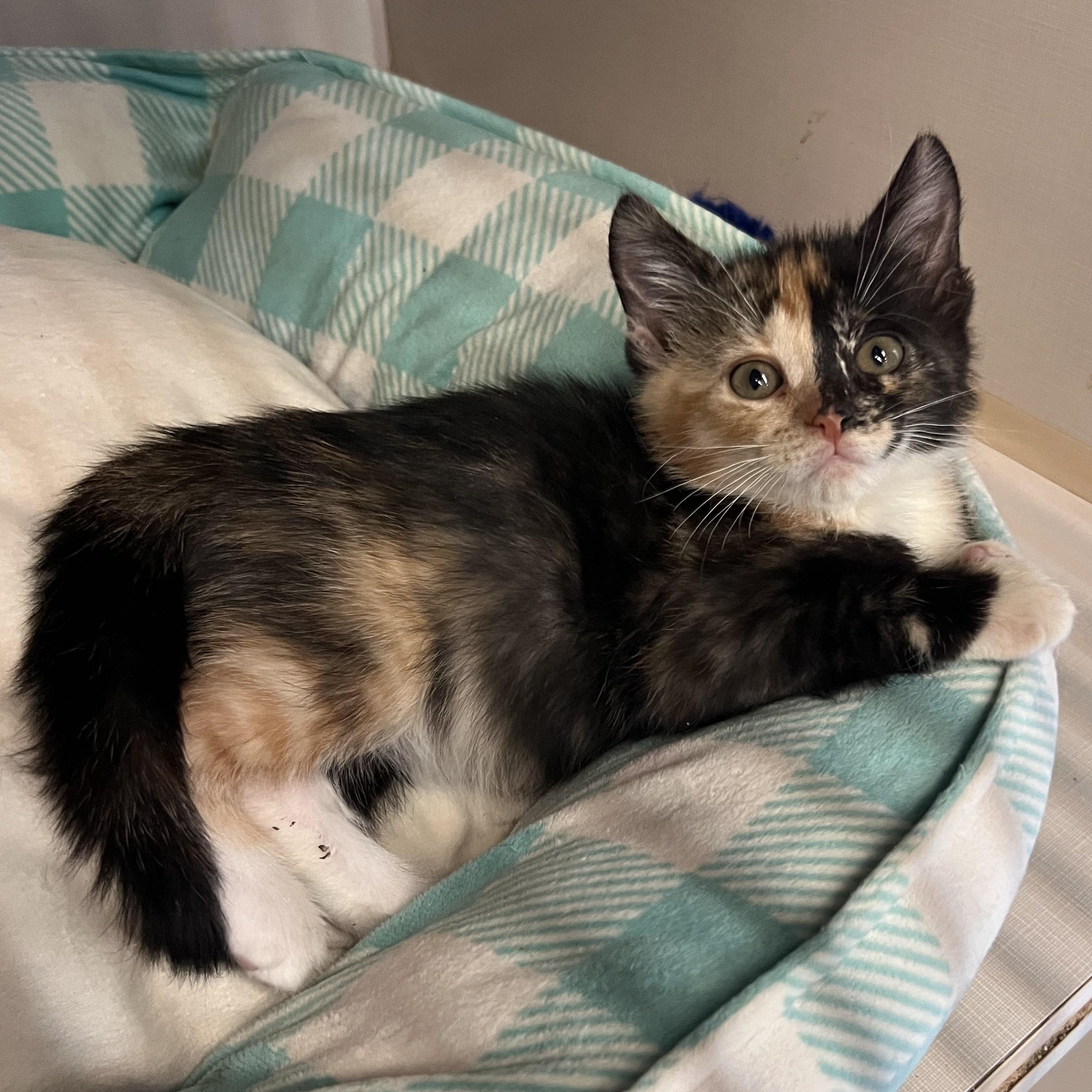 Enlarge Guacamole, an adopted Domestic Short Hair in Peace River, AB image 1/1