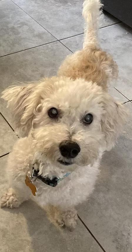 Gizmo, Adoptable, Senior Male Bichon Frise.