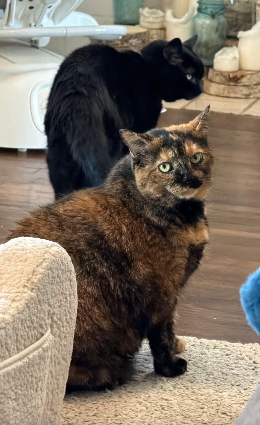 Enlarge Zuzu, an adopted Domestic Short Hair in Carnegie, PA image 1/1