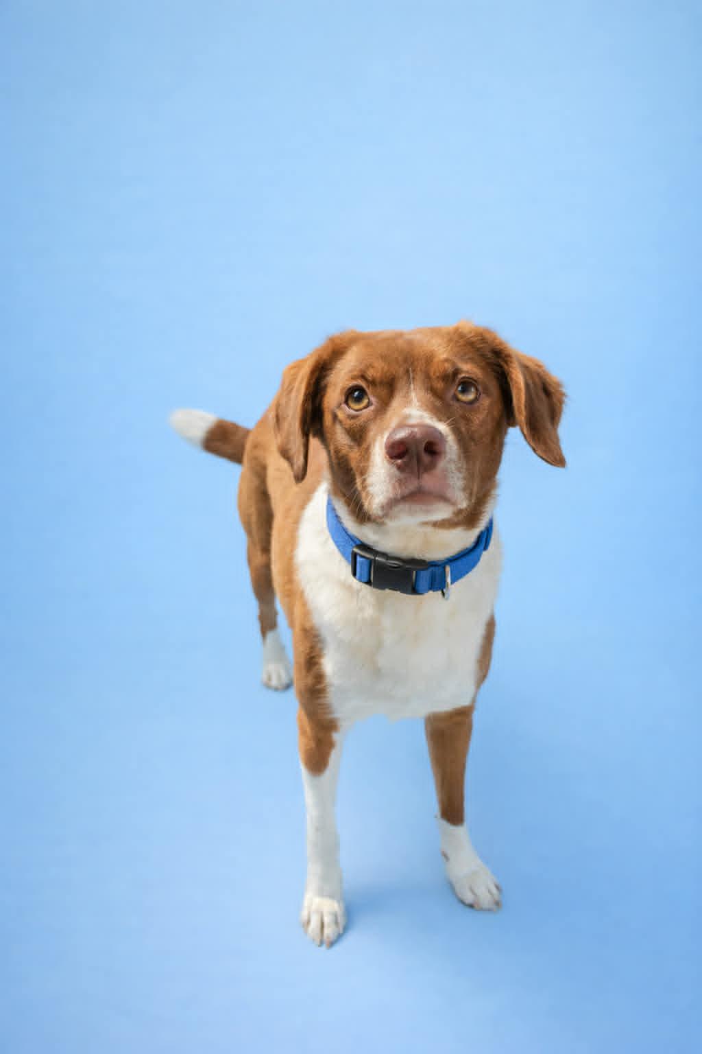 Pierogi, Adopted, Young Male Jack Russell Terrier & Beagle.