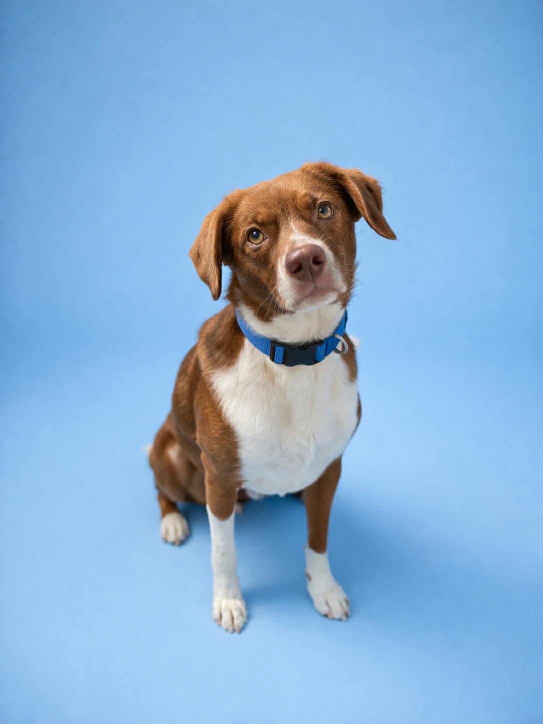 Enlarge Pierogi, a Adopted mixed breed in Kansas City, MO image 2/2