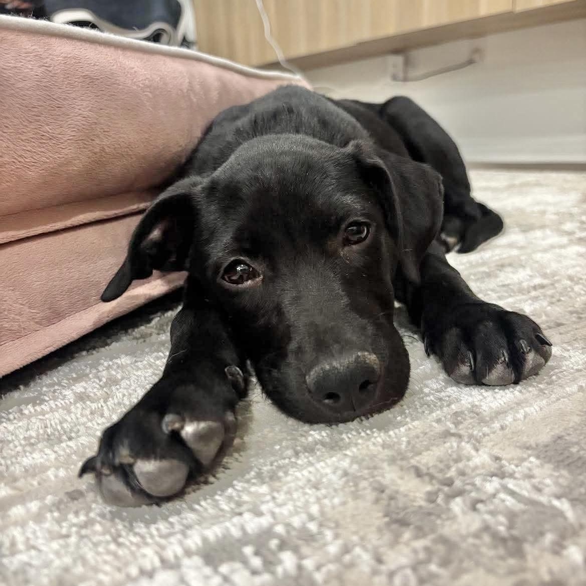 Claudette, adopted, Puppy Female Labrador Retriever & Black Labrador Retriever.