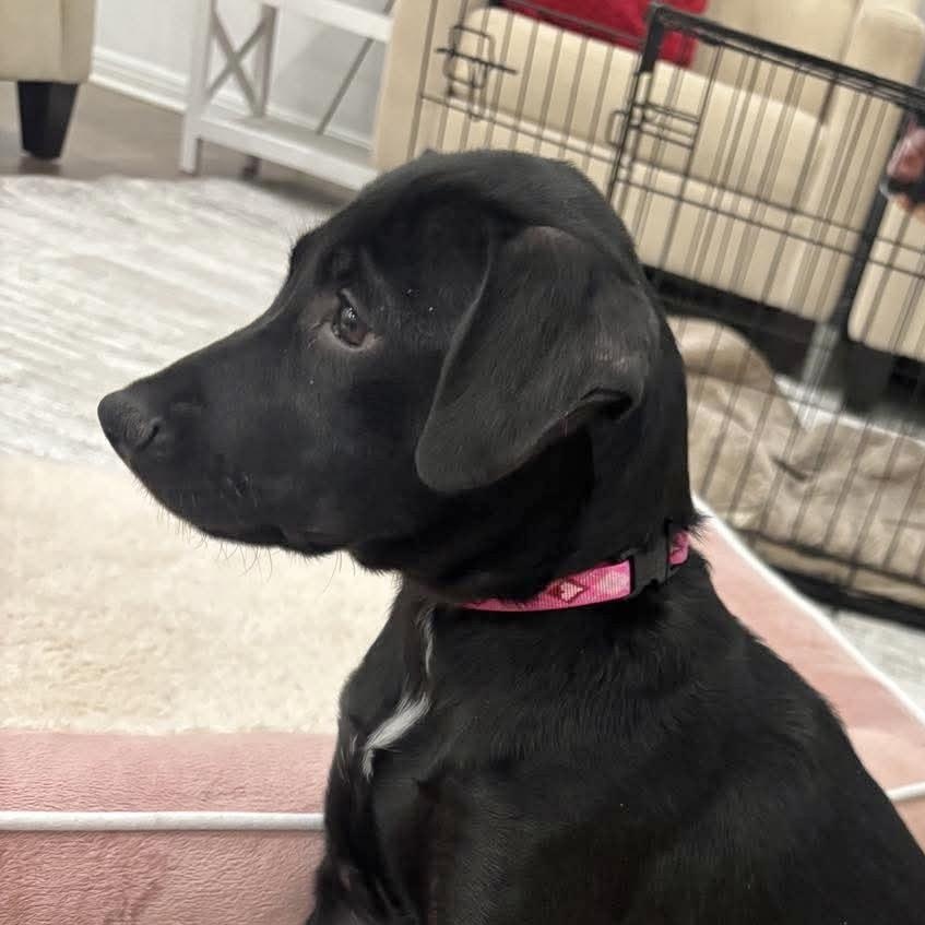 Enlarge Claudette, an adopted mixed breed in West Suffield, CT image 6/6