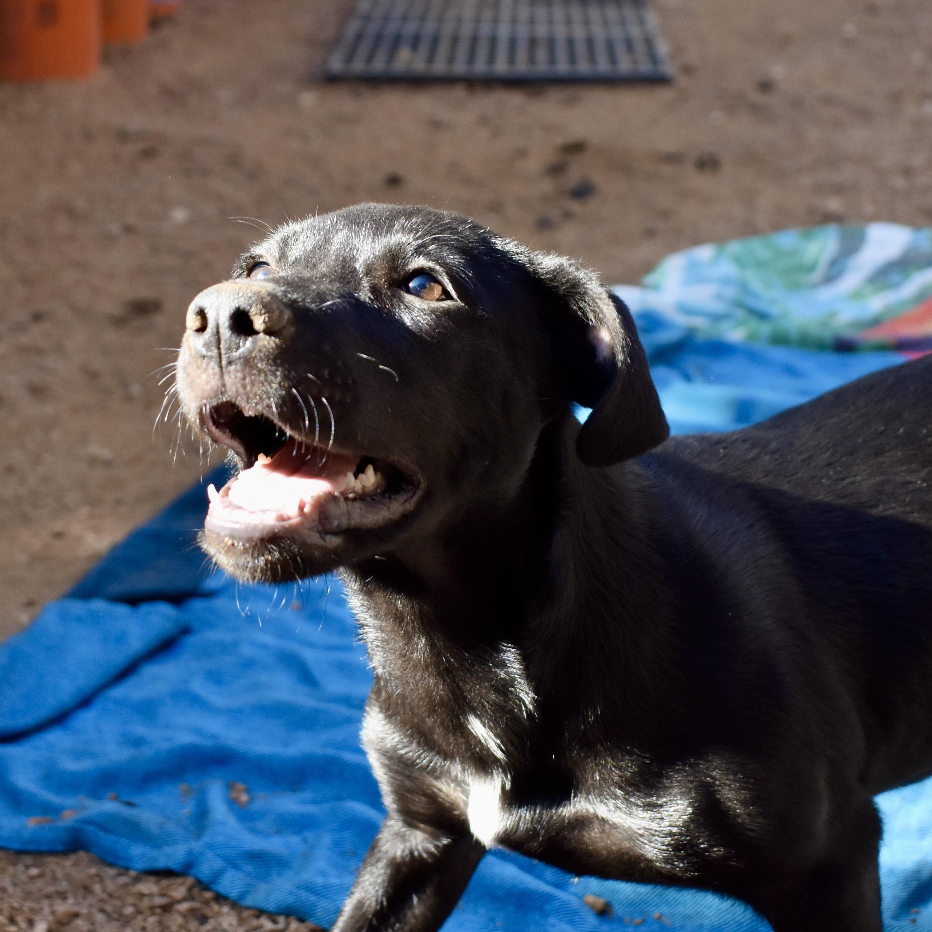 Enlarge Claudette, an adopted mixed breed in West Suffield, CT image 5/6