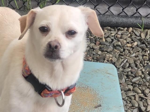 DAISY, Adoptable, Adult Female Chihuahua & Terrier.