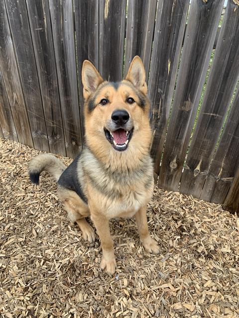 TIMBER, Adoptable, Adult Male German Shepherd Dog & Husky.