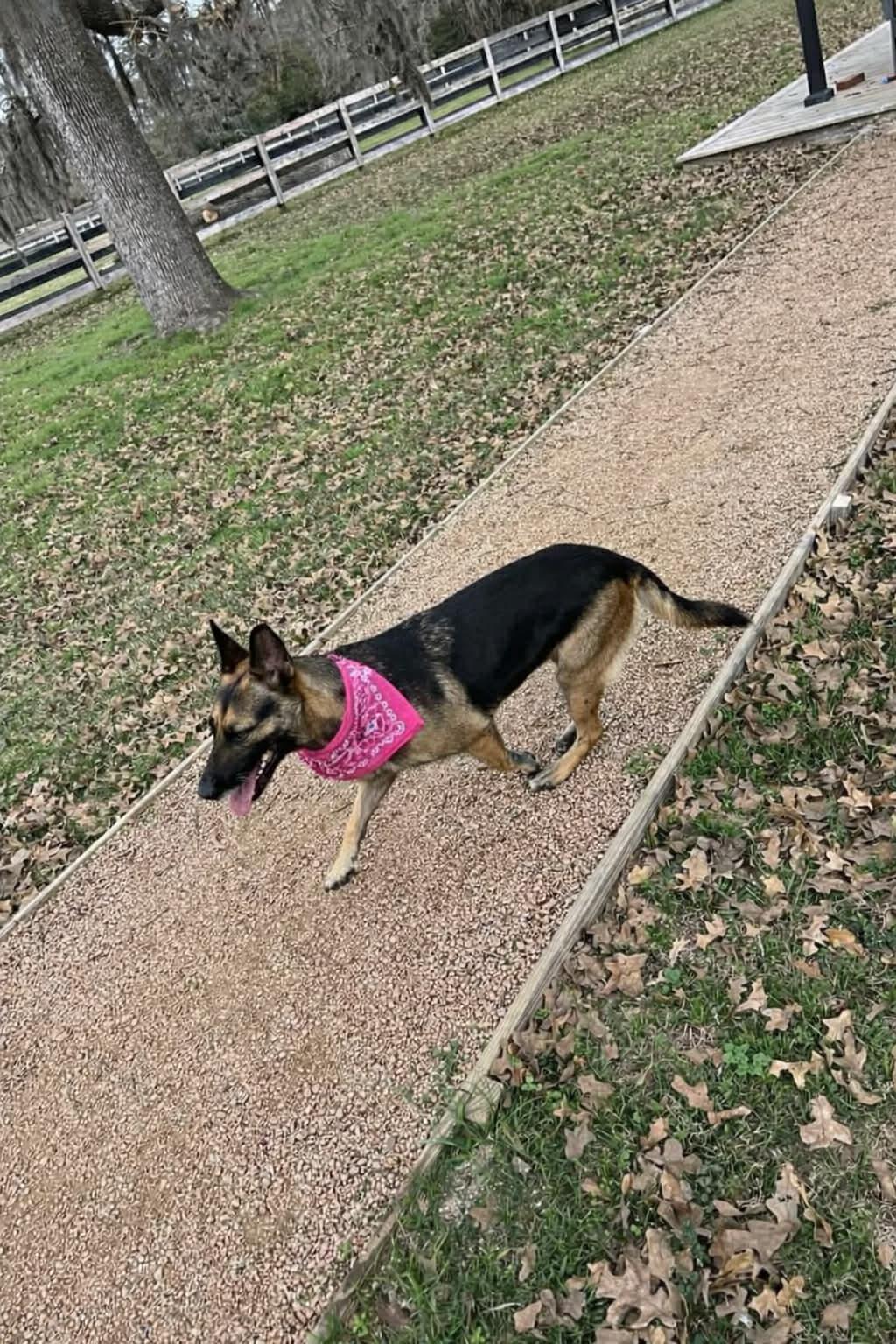 OLIVE GS — thumbnail 3