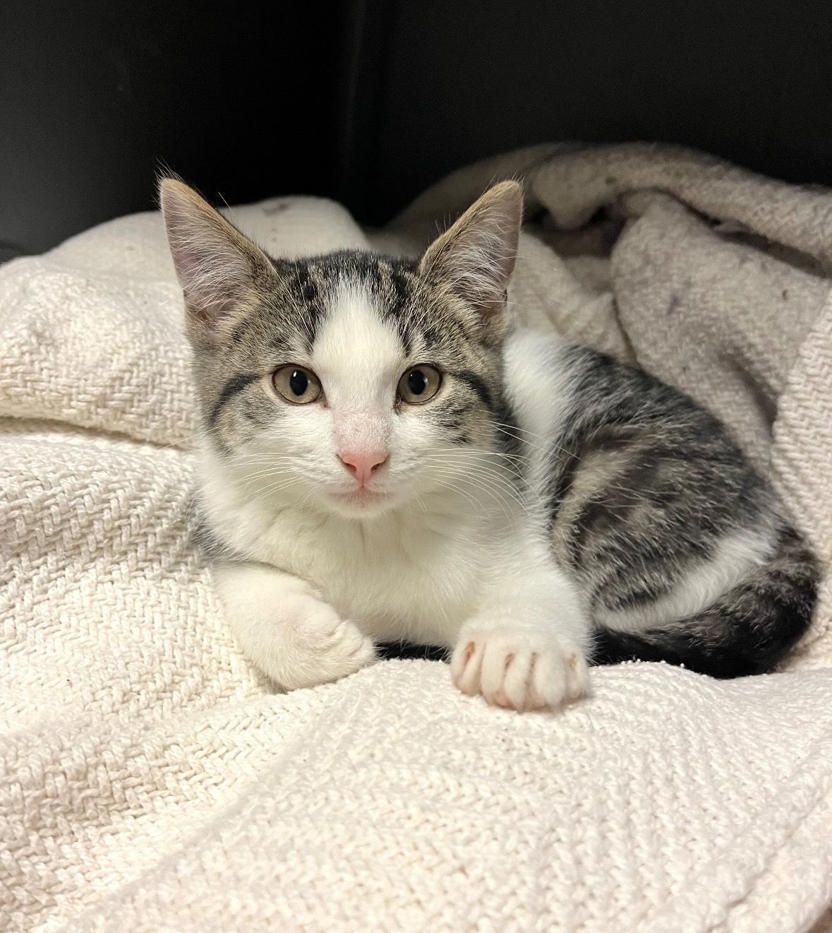 Lavender, Baby Male Tabby