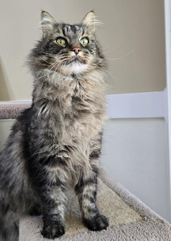 Enlarge William, a Adoptable mixed breed in Powell River, BC image 1/1