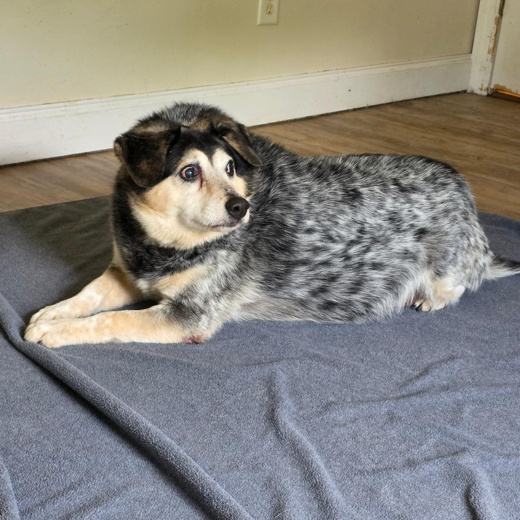 Enlarge Trigger, a Adoptable mixed breed in Wilmington, NC image 5/6