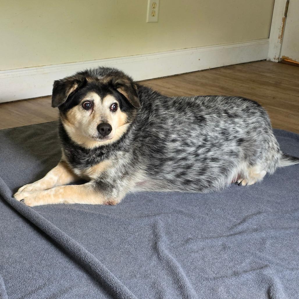 Enlarge Trigger, a Adoptable mixed breed in Wilmington, NC image 1/6