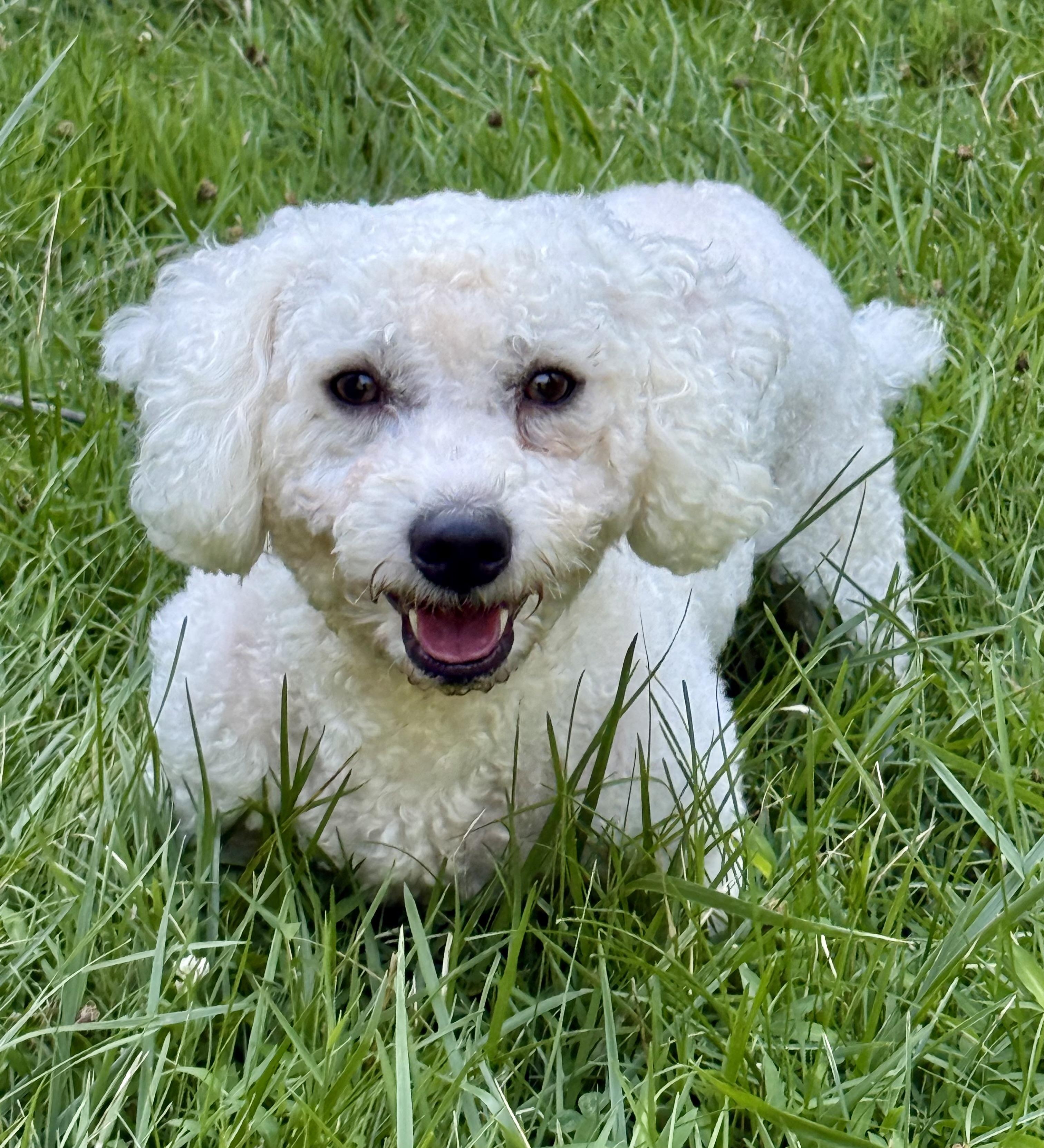Otto, adopted, Young Male Bichon Frise.