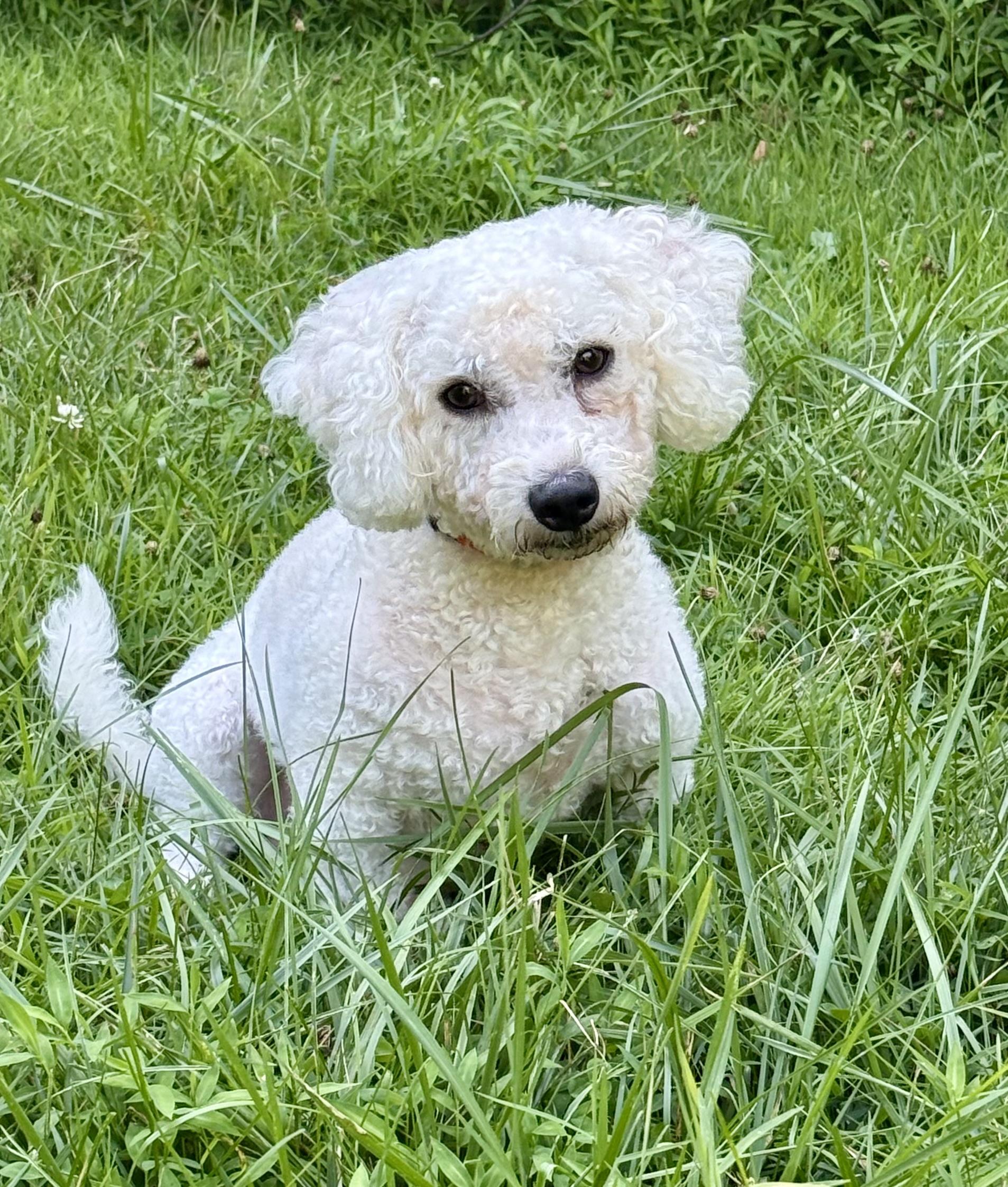 Enlarge Otto, an adopted Bichon Frise in Cranford, NJ image 3/5