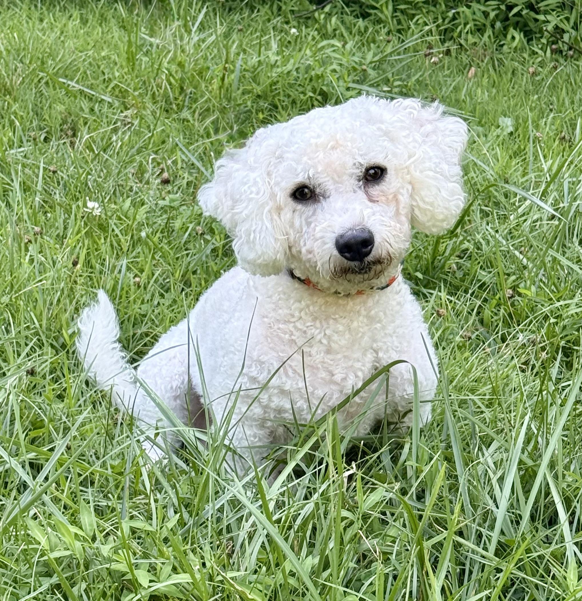 Enlarge Otto, an adopted Bichon Frise in Cranford, NJ image 2/5
