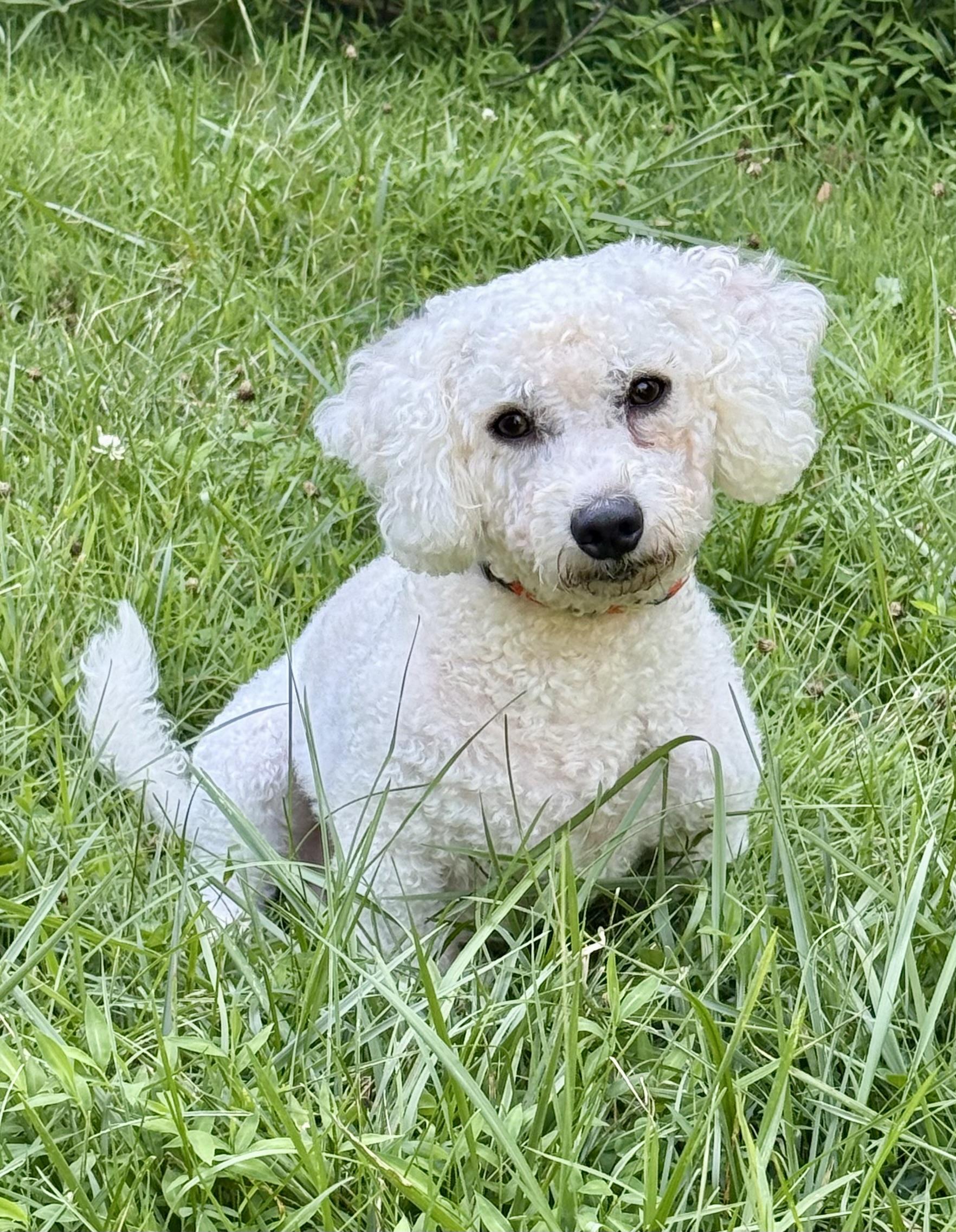 Enlarge Otto, an adopted Bichon Frise in Cranford, NJ image 5/5