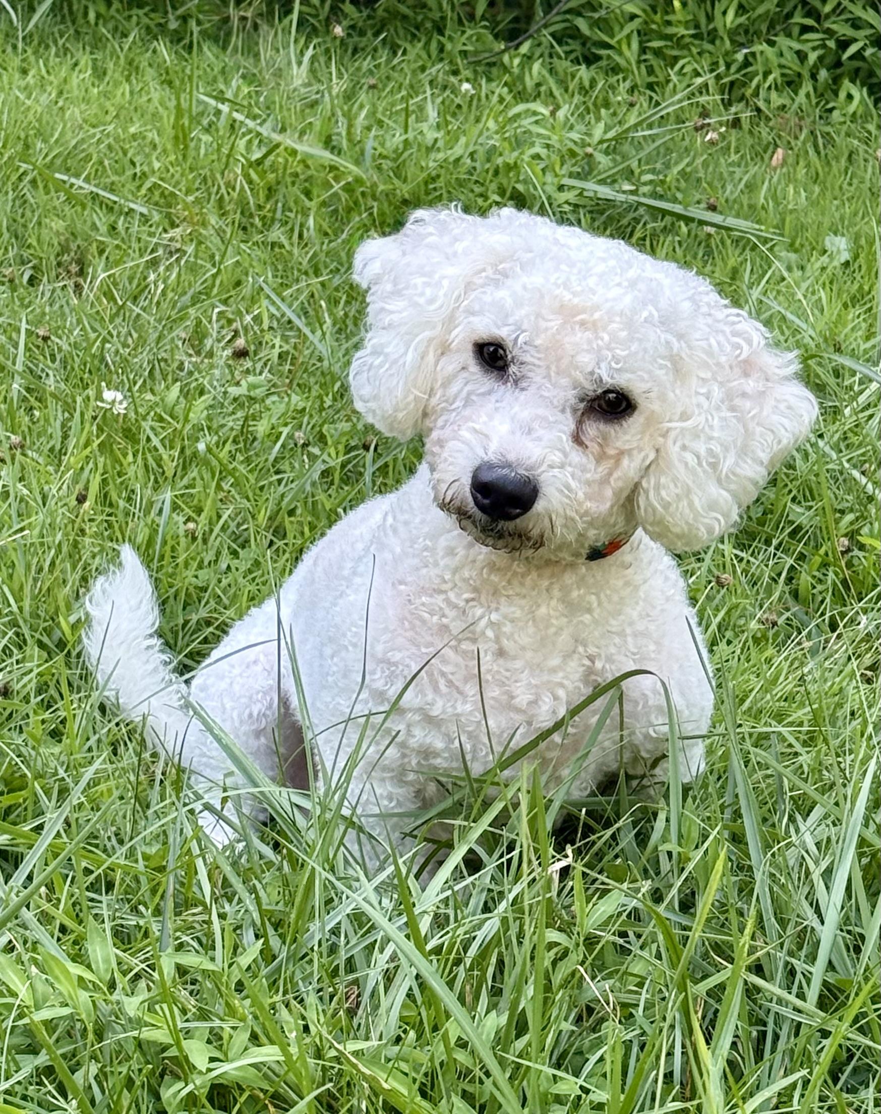Enlarge Otto, an adopted Bichon Frise in Cranford, NJ image 4/5