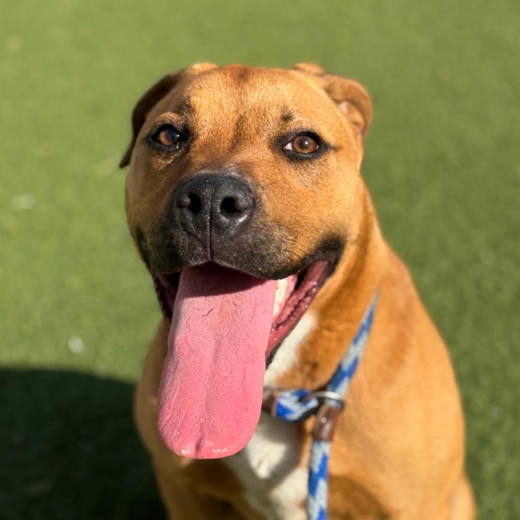 Simba, Adoptable, Young Male Retriever & Mixed Breed.