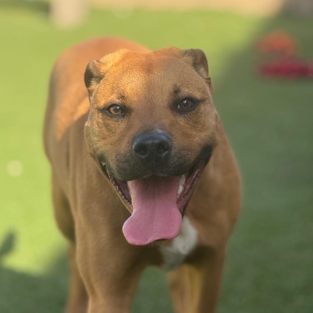 Enlarge Simba, a Adoptable mixed breed in Santa Barbara, CA image 3/6