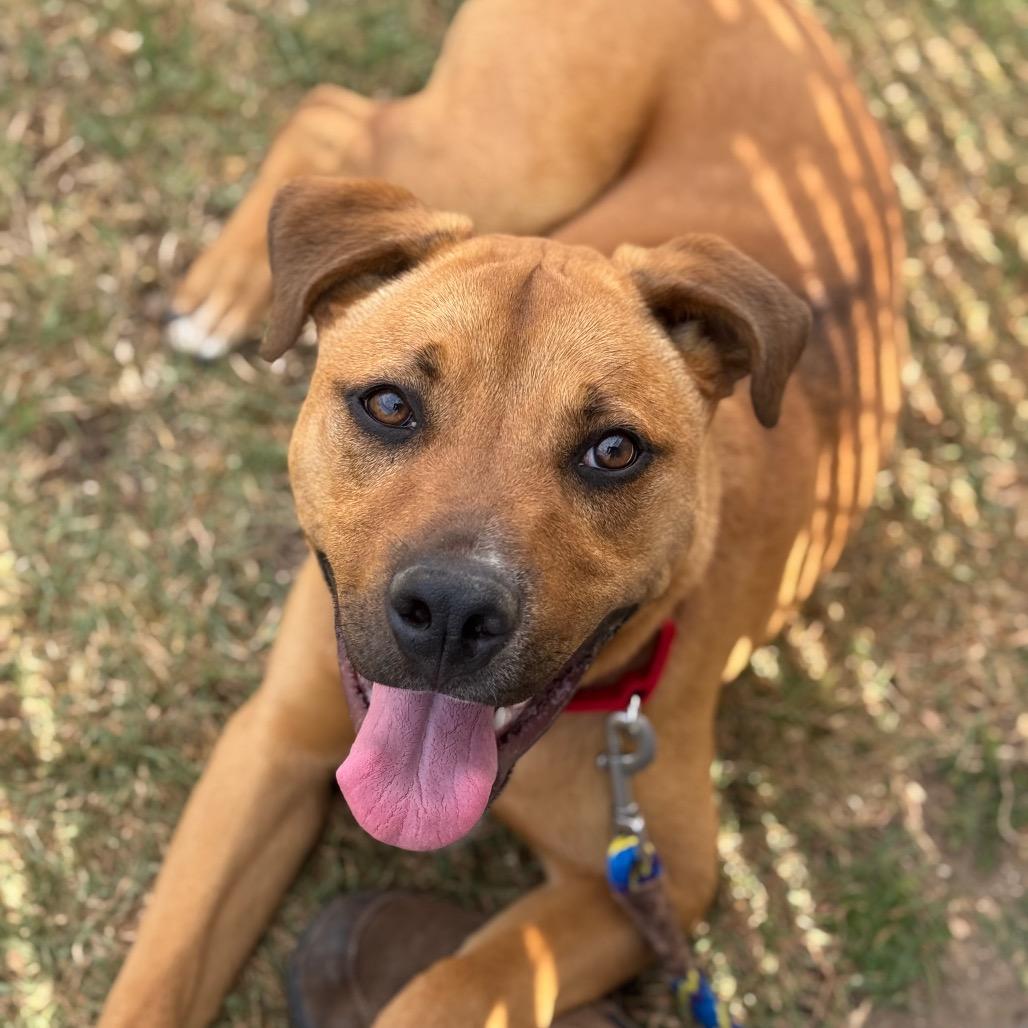 Enlarge Simba, a Adoptable mixed breed in Santa Barbara, CA image 4/6