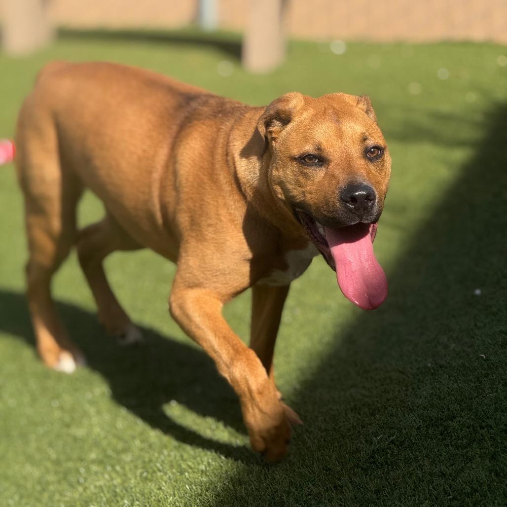 Enlarge Simba, a Adoptable mixed breed in Santa Barbara, CA image 5/6