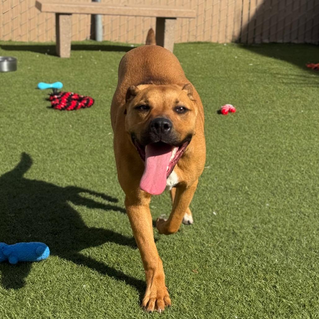 Enlarge Simba, a Adoptable mixed breed in Santa Barbara, CA image 6/6